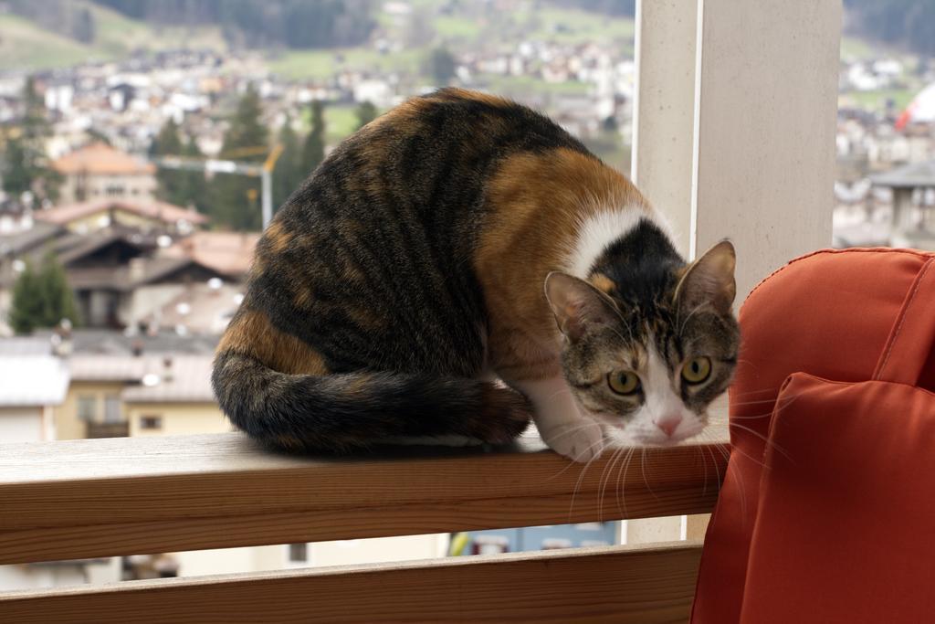Bed and Breakfast Minavill La Casa Sulle Dolomiti Fiera Di Primiero Zewnętrze zdjęcie